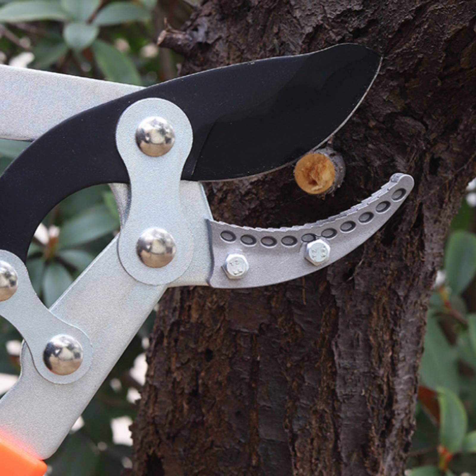 Telescopic Branch Pruners Shar - đánh giá và giá Gardening Tool